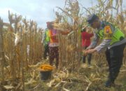 Dorong Produksi Pangan, Pak Bhabin Bantu Petani Bojonegoro Panen Jagung