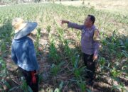 Pendampingan Bhabinkamtibmas untuk Wujudkan Swasembada Pangan