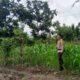 Pemanfaatan Pekarangan Rumah, Langkah Nyata Polsek Labuapi Dukung Kemandirian Pangan