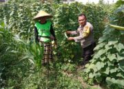 Polsek Labuapi Galakkan Tanam Pekarangan, Warga Antusias