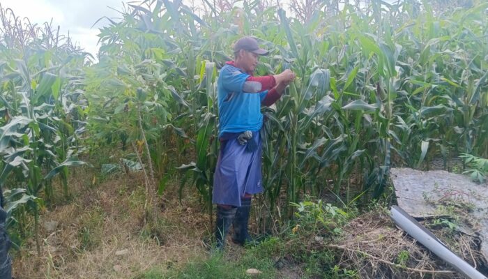 Silaturahmi Bhabinkamtibmas: Dukung Petani dan Jaga Kamtibmas