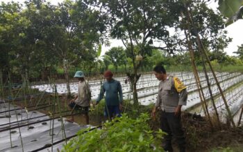 Polsek Kediri Aktif Dampingi Petani Wujudkan Kemandirian Pangan