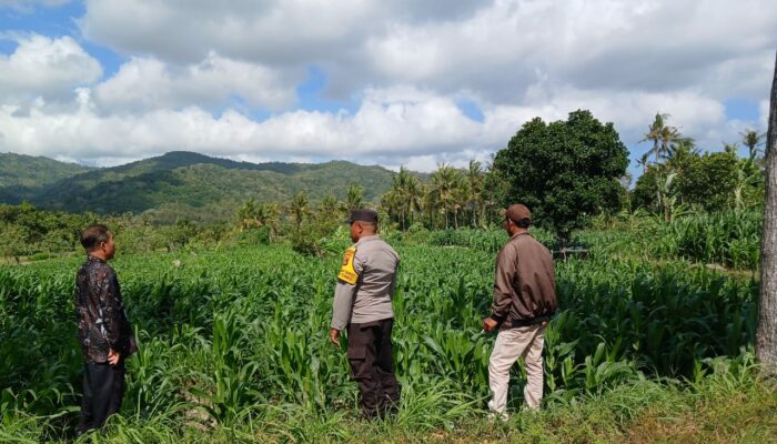 Dukung Petani Desa Giri Tembesi, Polsek Gerung Perkuat Edukasi Pertanian
