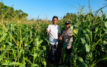 Bhabinkamtibmas Aktif di Lahan Jagung Mareje Timur, Dukung Ketahanan Pangan NTB
