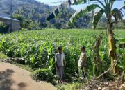 Polisi Sambangi Petani Jagung di Sekotong Timur, Dukung Ketahanan Pangan