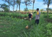 Polri Dorong Pertanian Produktif di Desa Pelangan, Sekotong