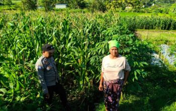 Dukung Petani, Polisi di Lembar Pantau Lahan Jagung Warga