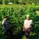 Dukung Petani, Polisi di Lembar Pantau Lahan Jagung Warga