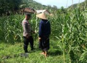 Bhabinkamtibmas Sekotong Dukung Petani Jagung Wujudkan Ketahanan Pangan
