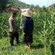 Polri dan Petani Sekotong Bersinergi untuk Kemandirian Pangan Lokal