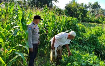 Polri Turun ke Lahan Jagung di Mareje Timur, Dorong Ketahanan Pangan