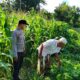 Polri Turun ke Lahan Jagung di Mareje Timur, Dorong Ketahanan Pangan