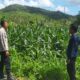 Polsek Lembar Perkuat Ketahanan Pangan Melalui Kunjungan ke Lahan Jagung