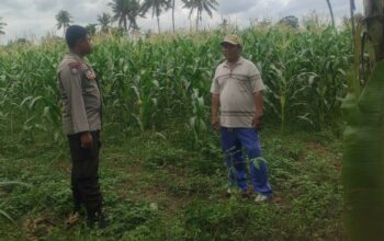 Pemanfaatan Pekarangan dan Jagung Siap Panen, Banyumulek Jadi Contoh Ketahanan Pangan NTB