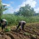 Sinergi Polsek Gerung dan Petani Giri Tembesi, Menuju Pertanian Berkelanjutan