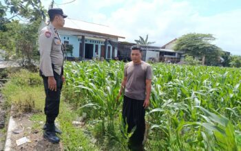 Kolaborasi Bhabinkamtibmas dan Warga Labuapi Perkuat Kamtibmas dan Pangan Lokal