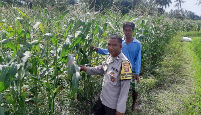 Polri Aktif di Sawah: Ketahanan Pangan Jadi Fokus Bhabinkamtibmas Kediri