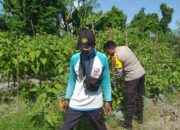 Ketahanan Pangan Diperkuat, Bhabinkamtibmas Gandeng Petani Jagaraga