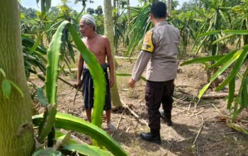 Ketahanan Pangan Diperkuat, Polres Lombok Barat Turun ke Ladang