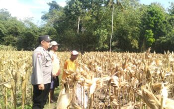 Gerung Selatan Panen Raya, Keamanan Terjaga Berkat Pendampingan Polsek Gerung