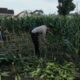 Peran Aktif Bhabinkamtibmas Labuapi dalam Meningkatkan Produktivitas Pertanian