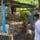 Dari Senggigi untuk NTB: Gerakan Polsek Batulayar Menanam dan Mandiri Pangan