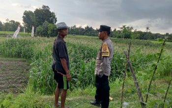 Sinergi Polri dan Petani: Lahan Tidur di Kuripan Utara Kini Produktif