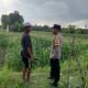Sinergi Polri dan Petani: Lahan Tidur di Kuripan Utara Kini Produktif