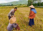 Sinergi Polsek Kuripan dan Petani Iting Langgem, Dukung Swasembada Pangan Lokal