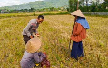 Program Ketahanan Pangan Didukung Polsek Kuripan, Petani Antusias Sambut Pupuk Subsidi