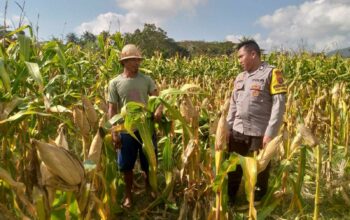 Bhabinkamtibmas Dorong Pemanfaatan Lahan untuk Ketahanan Pangan di Dusun Tambang Eleh