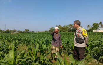 Dukung Ketahanan Pangan, Bhabinkamtibmas Sandik Edukasi Warga Perempung