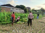 Polsek Kuripan Dukung Petani Jagung di Kumbung Barat Wujudkan Ketahanan Pangan
