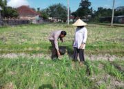 Bhabinkamtibmas Desa Kuripan Giatkan Edukasi Pemanfaatan Lahan Kosong