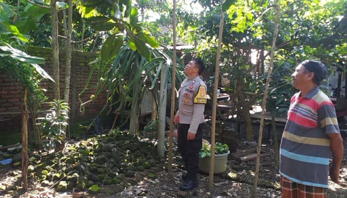 Sinergi Polri dan Warga Jagaraga: Lahan Kosong Disulap Jadi Sumber Pangan Keluarga