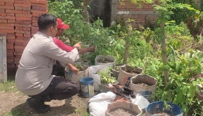 Pemanfaatan Lahan Kosong di Desa Kuranji Jadi Model Ketahanan Pangan Berbasis Warga