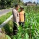 Kepolisian Kediri Bina Petani Jagung Gelogor, Perkuat Ekonomi dan Pangan Lokal
