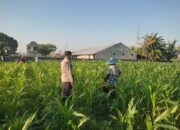 Kolaborasi Polisi dan Warga Desa Kuranji: Jagung Tumbuh Subur, Ketahanan Pangan Terjaga