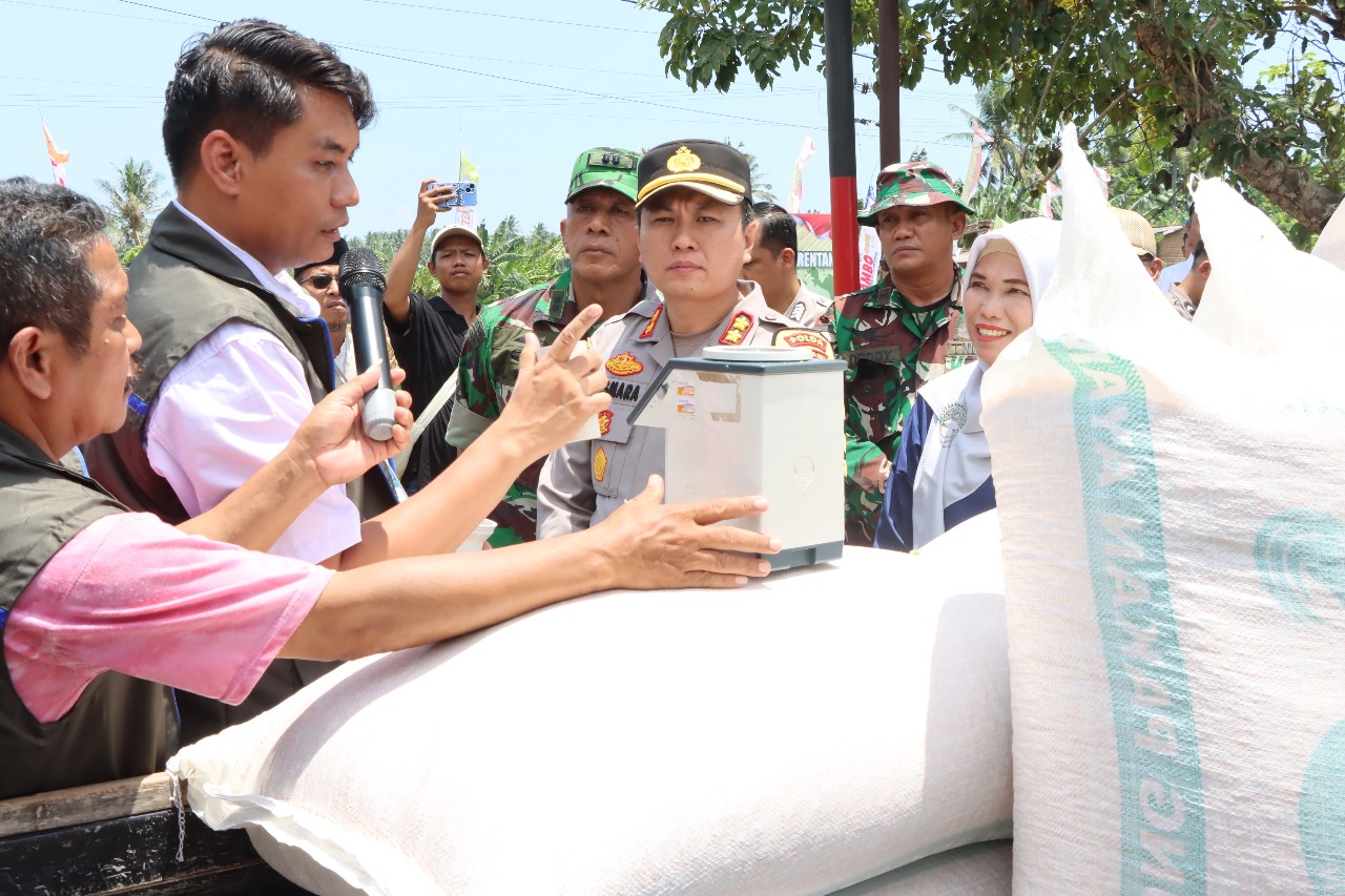 Lombok Barat Produksi 20 Ton Jagung dalam Panen Serentak, Bulog Pastikan Serap Hasil Petani