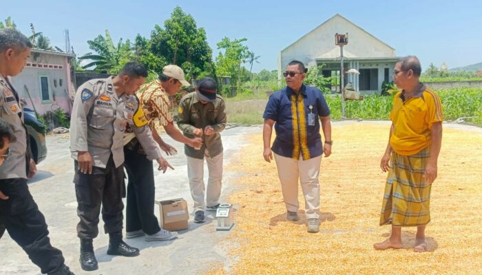 Bulog NTB Apresiasi Kualitas Jagung Gapoktan Desa Beleka Lombok Barat