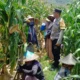 Bhabinkamtibmas Kawal Panen Jagung, Petani Babussalam Tersenyum Lega