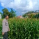 Kehadiran Polisi di Ladang Jagung, Bukti Sinergi Polri dan Petani di Lombok Barat