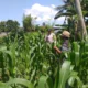 Polsek Kuripan Turun ke Sawah, Dukung Petani Tingkatkan Produksi Jagung