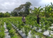 Sinergi Bhabinkamtibmas dan Warga: Kunci Sukses Ketahanan Pangan di Lombok Barat