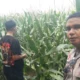 Ketahanan Pangan NTB Kuat, Peran Polsek Labuapi Jadi Sorotan