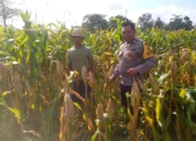 Sinergi Polsek Kuripan dan Warga Jagaraga, Panen Jagung Jadi Bukti Nyata