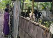 Dari Senggigi untuk Indonesia: Bhabinkamtibmas Gerakkan Warga Tanam Sayur di Pekarangan