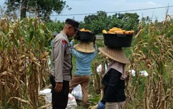 Kabar Baik dari Babussalam: Panen Jagung Sukses, Hasilnya Langsung Diserap Pengepul Lokal