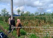 Bhabinkamtibmas Kediri Lobar dan PPL Tinjau Panen Jagung, Jaga Kestabilan Pangan Desa
