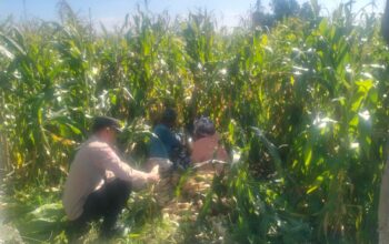 Jagung Lelede Panen Raya, Polri Pastikan Proses Aman dan Harga Stabil